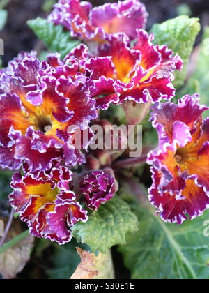 Primrose hiver en fleurs Banque D'Images