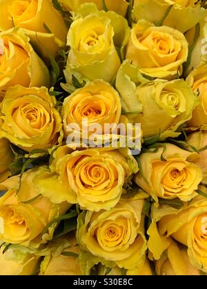 Belles roses jaunes en pleine floraison Banque D'Images
