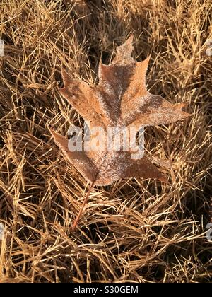 Feuille marron avec de la rosée sur l'herbe gelée Banque D'Images