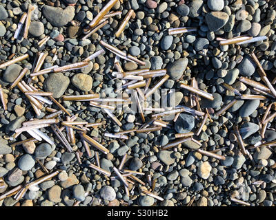 Un fond de cailloux et coquillages poissons rasoir sur plage Newgale, Pembrokeshire, Pays de Galles Banque D'Images