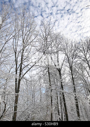 Les arbres couverts de neige en forêt Banque D'Images