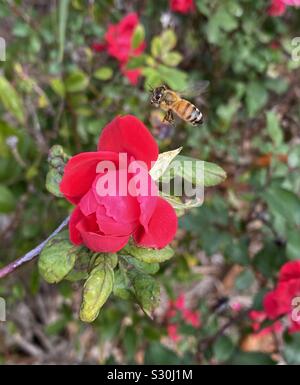 Roses rouges et un vol d'abeilles Banque D'Images