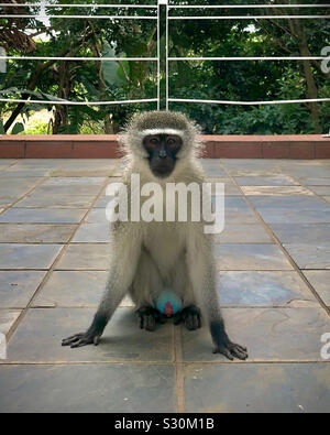 Un homme et un singe est assis sur un balcon dans une zone urbaine en Afrique du Sud. Banque D'Images