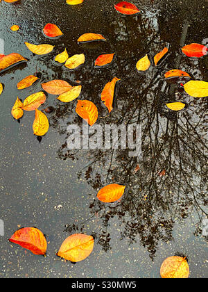 Les feuilles d'automne colorés dans une flaque d'eau de pluie Banque D'Images