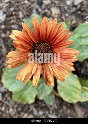 Gerber daisy closeup fleur orange Banque D'Images