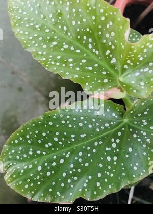 Gros plan de Polka dot begonia, Begonia maculata-cire begonia Banque D'Images