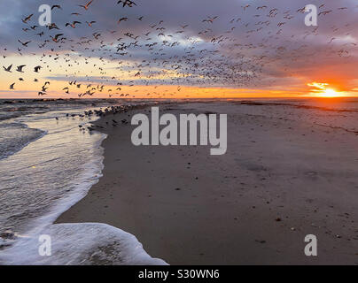 Oiseaux et soleil sur l'élévation le long de l'océan, fort Clinch State Park, Floride, États-Unis. Banque D'Images