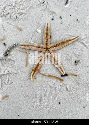 Libre de l'étoile de mer sur la plage de sable blanc Banque D'Images