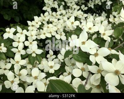 Cornus kousa également connu sous le nom de fleur de cornouiller japonais Banque D'Images