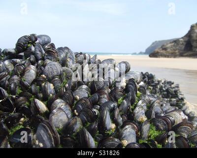 Moules sur une plage de Cornouailles Banque D'Images