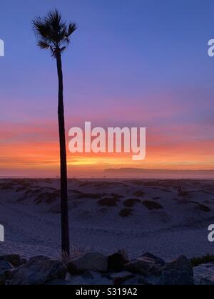 Un seul palmier en face d'un multi-couleur Ciel de coucher du soleil sur une plage dans le sud de la Californie. Banque D'Images