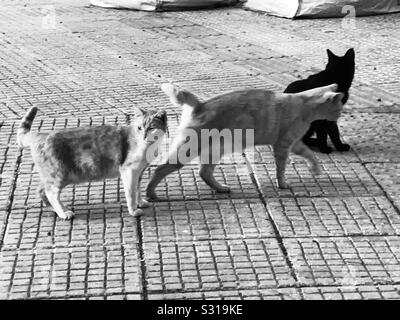 Les chats de la rue urbaine Grèce Banque D'Images