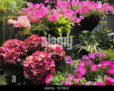 Hortensias rose et pétunia dans le jardin Banque D'Images