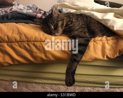 Mon chat paresseux somnolent traîner au lit Banque D'Images