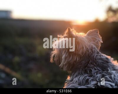 Les couchers de soleil font que tout le monde est bon Banque D'Images