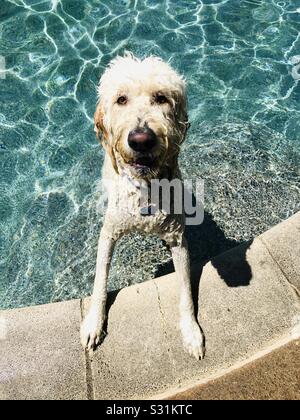 Un chien de labradodle humide qui sort d'une piscine. Banque D'Images