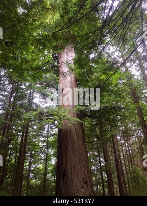 Californie Redwoods aux Arbres du mystère. Banque D'Images