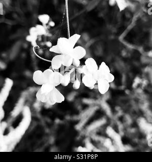 Fleur arbuste en noir et blanc , une chaîne de fleurs ressemble à un bouquet- Oxalis barrelieri aka Lavener sorrel Banque D'Images