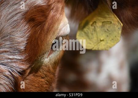 Floride "cracker" vache, l'origine de la race de bovins aux États-Unis. Banque D'Images