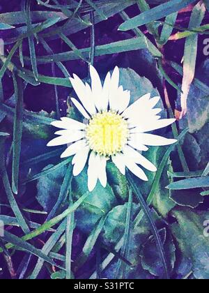 Une culture des fleurs daisy par de l'herbe Banque D'Images