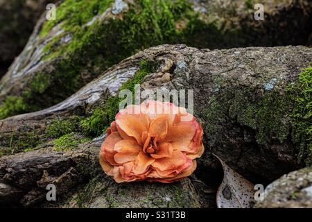 Fleur de camélia sur les racines des arbres Banque D'Images