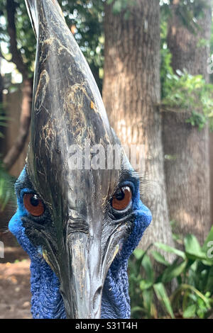 Le Cassohary du Sud est également connu comme l'oiseau le plus dangereux au monde photographié à la ferme des alligators de St. Augustine, à St. Augustine, en Floride. Banque D'Images