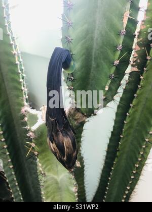 Fleur de cactus noire séchée, plante épineuse C'est une plante ornamentale - fleur morte Banque D'Images