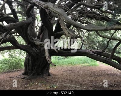 Ancien arbre d'if en forêt ancienne, Kingley Vale Nature Reserve, West Sussex Banque D'Images