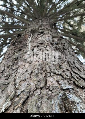 Dubuque, Iowa, 01/15/20--gros plan photo tourné à la recherche du tronc d'un vieux pin sous un ciel bleu vif un jour d'hiver. Banque D'Images