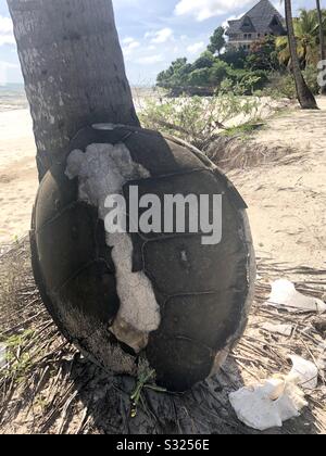 Écaille de tortue fossile sur la plage Banque D'Images