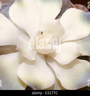 Mère de perle plante aka Ghost plante une espèce de plante succulente dans la famille de la plante jade, zoomée pic Banque D'Images