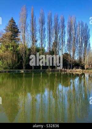 Reflet des peupliers dans un petit lac. Banque D'Images