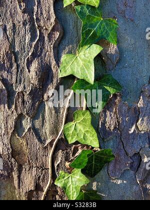 Ivy s'accrochant à l'écorce de l'arbre de plan. Banque D'Images