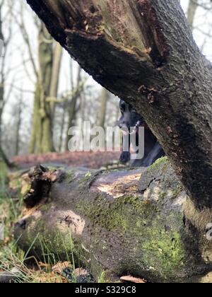 Un chien part sur un arbre tombé Banque D'Images