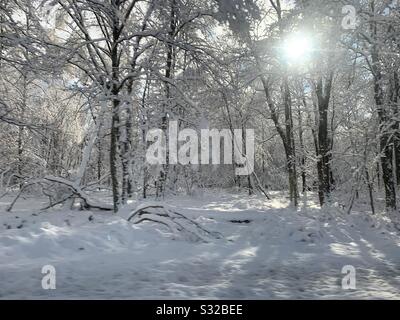 L'hiver dans les bois Banque D'Images