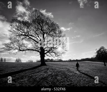 Figure et arbre jetant de longues ombres d'hiver au Heaton Park à Manchester Banque D'Images