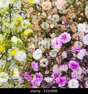 Bouquet de fleurs de remplissage arrangées pour le bouquet, utilisées pour de nombreuses occasions fleurs de tatice aka fleur de papier, culture de tissu fleur-souffle de bébé (Gypsophila paniculata) Banque D'Images
