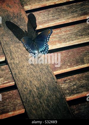 Papillon avec ombre (rouge repéré violet amiral). Banque D'Images