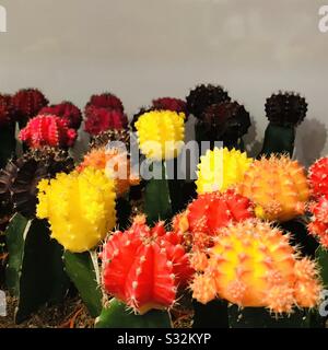 Gros plan image de têtes de cactus greffées colorées de plantes dans un petit pot prêt à la vente, des plantes ornementales d'épines bushy, cactus assortis Banque D'Images