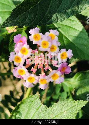 Fleur d'arbustes rose Lantana Camara avec arrière-plan lumière partielle sur la feuille et une feuille de chenille mordue aussi en inde, lantana flamme Lucky, verveine arbustive, baies de tiques Banque D'Images