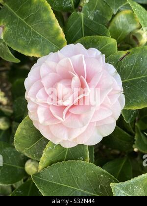 Fermeture en fleur de camellia rose doux Banque D'Images