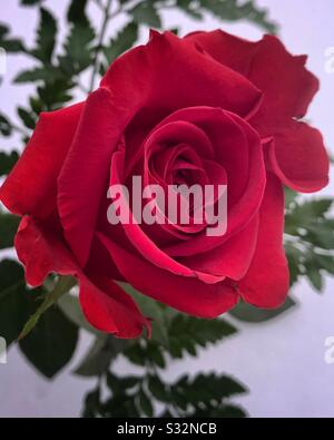 Dubuque, IOWA, 01/29/20–gros plan photo de belles valentines jour rose rouge simple avec fern vert debout dans un lit de neige blanche le jour froid de l'hiver. Banque D'Images