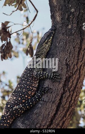 Goanna/moniteur de dentelle sur l’île Fraser/K’Gari (Eurong) dans la Queensland, en Australie Banque D'Images