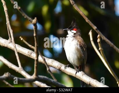 Himalayan Bulbul Banque D'Images