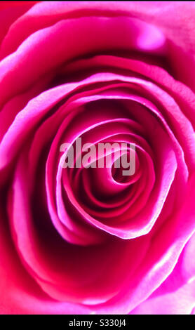 Très près des feuilles centrales d'une rose rouge rose Banque D'Images