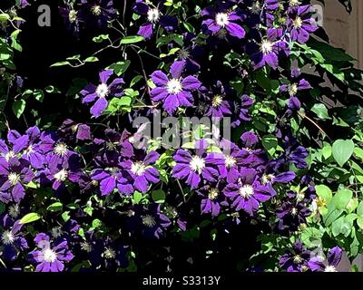 Magnifique clematis fleuri en été. Banque D'Images