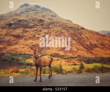 Stag à Glen Etive dans les Highlands écossais. Banque D'Images