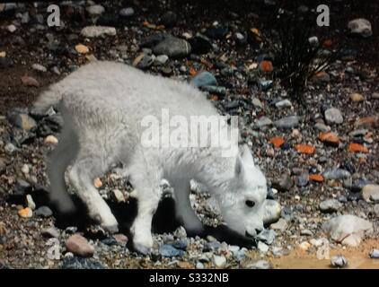 Faune de l'Amérique du Nord, chèvre de montagne, (Oreamnos americanus), chèvre des montagnes Rocheuses, gamin Banque D'Images