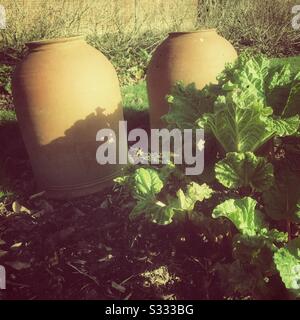 Rhubarbe du début du printemps avec des pots de forçage utilisés pour encourager une croissance précoce en février 2020 au Royaume-Uni Banque D'Images