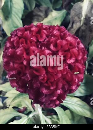 Celosia argentea var. Cristata aka cocarscomb, fleur ressemble à la tête sur un coq une plante ornementale, Kozhichhutta en Malayalam- semblable à la forme du cerveau, utilisée comme fleur sèche Banque D'Images